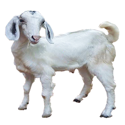 Malabari Goat